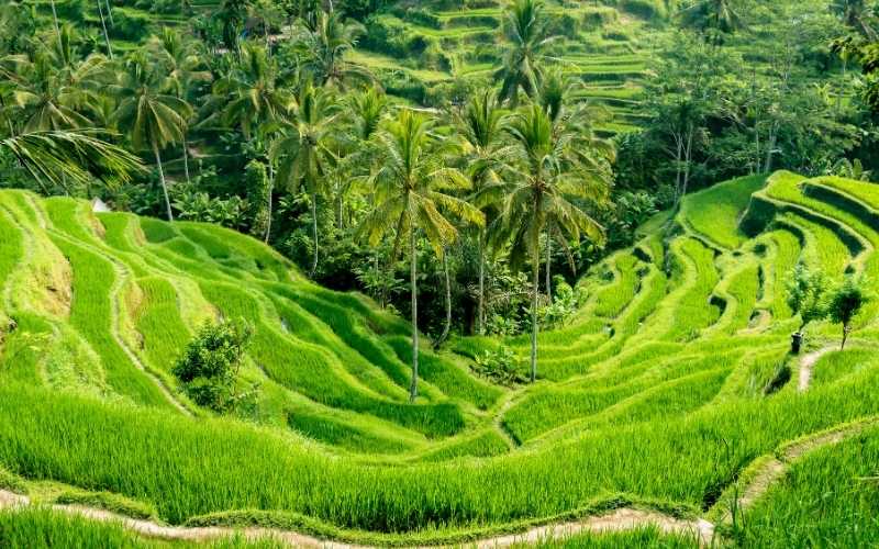 Tropical Trifecta: Ubud, Gili & Kuta
