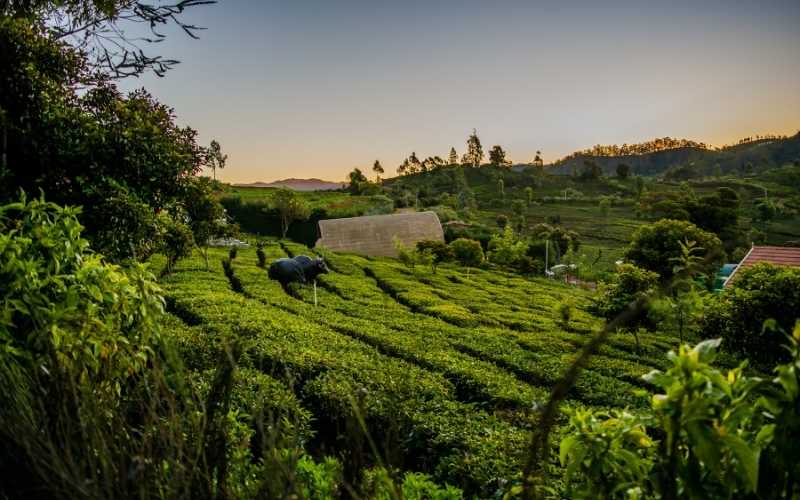 Mysore & Ooty Escape