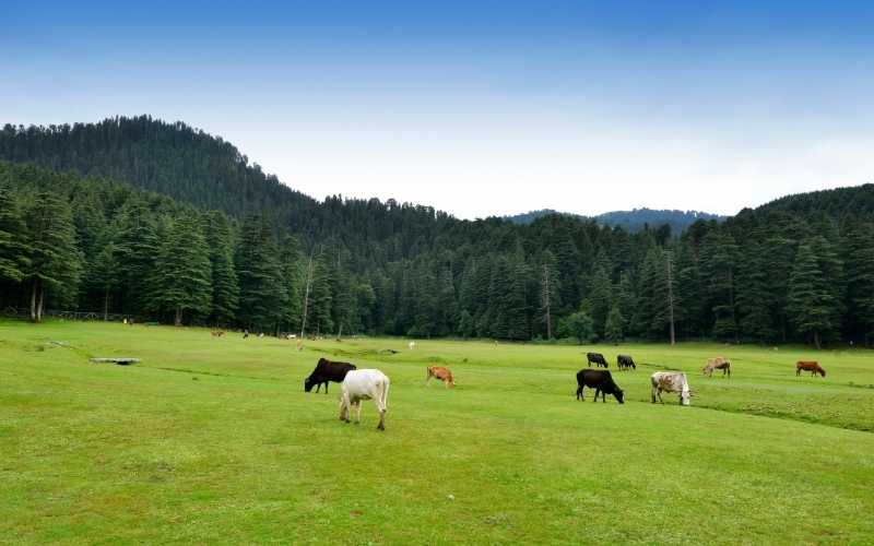 Mystic Hills: Dalhousie & Dharamshala Tour