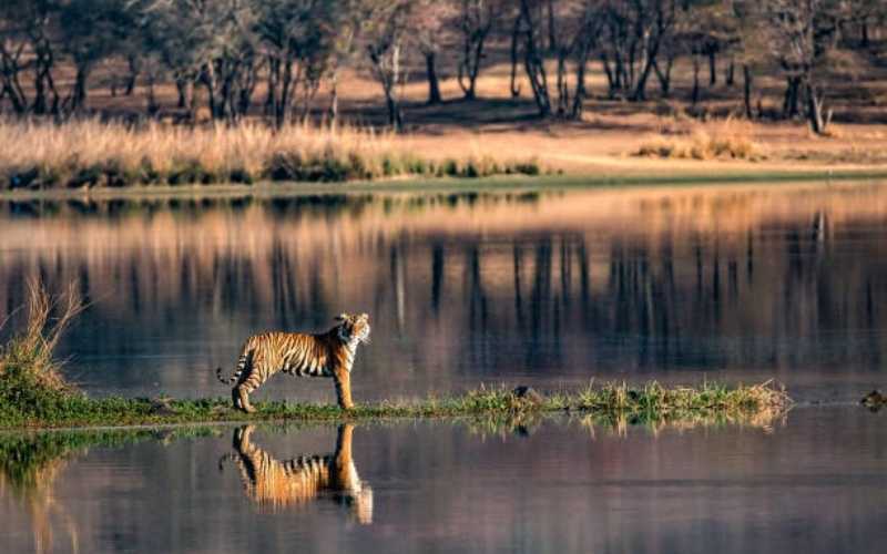 The Wild Heart of Rajasthan