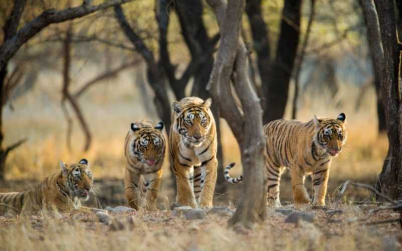 Jaipur to Ranthambhore – The Royal Road to the Wild