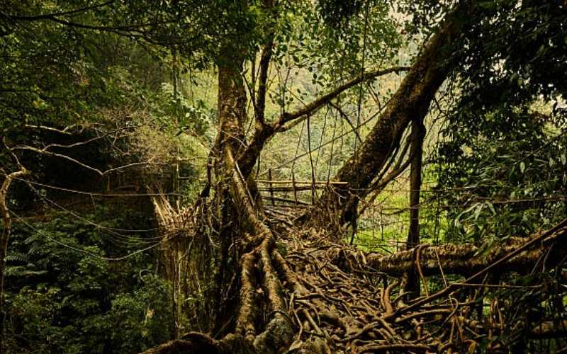 Valleys & Vibes: Meghalaya Highlands Tour