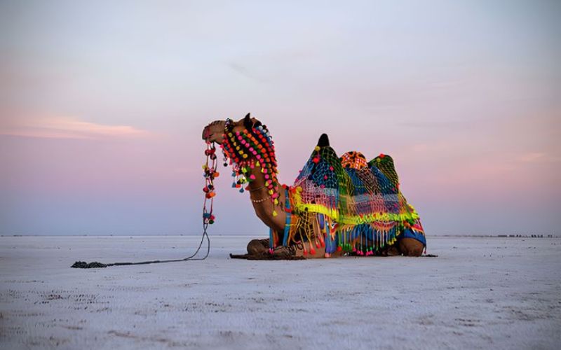 Customized Gujarat Vacation Packages – Beaches, Wildlife & Heritage Tours