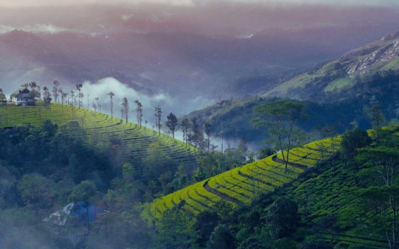 Kerala Tourism – The Ultimate Travel Guide to God's Own Country