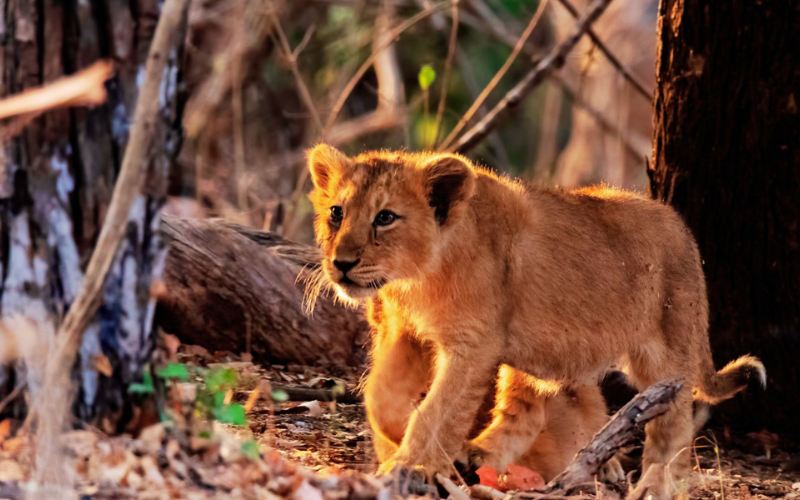 Places to visit in Gujarat