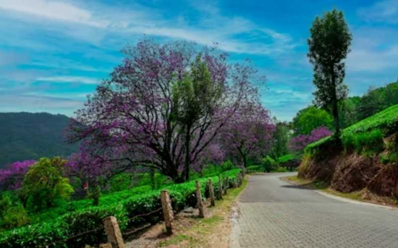 Essence of Kerala: From Coast to Canals