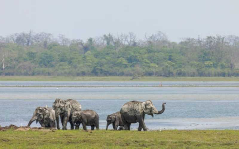 Kaziranga Trails & Guwahati Temples