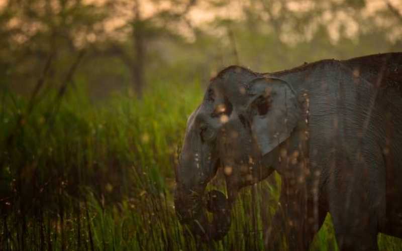Wonders of the Wild & Hills