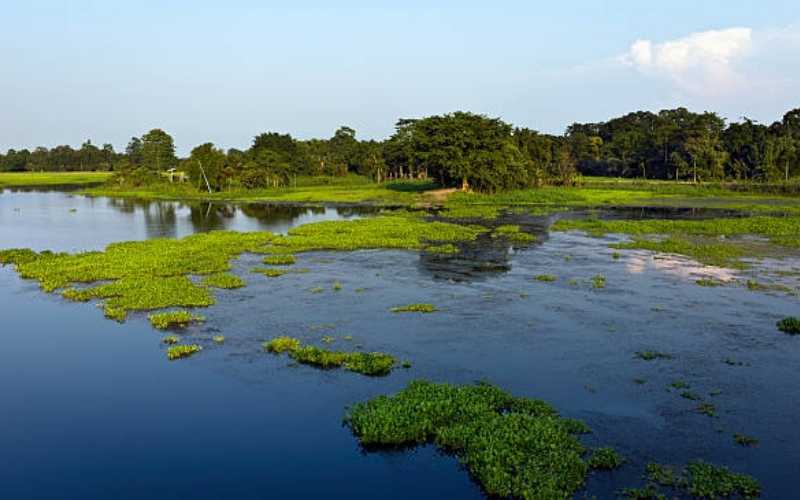 Essence of Assam Tour