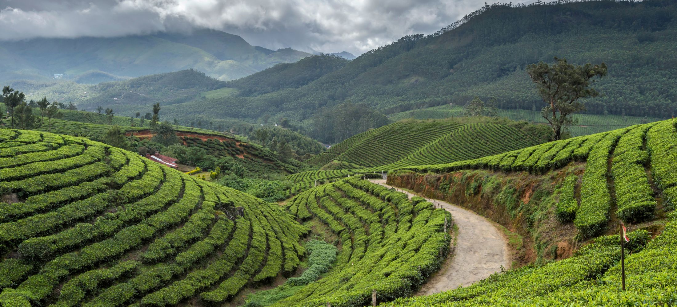 Romantic Munnar
